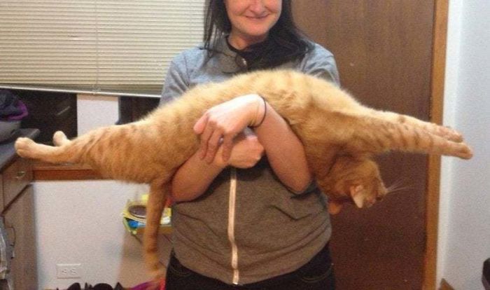 Our Cat Loves A Good Stretch