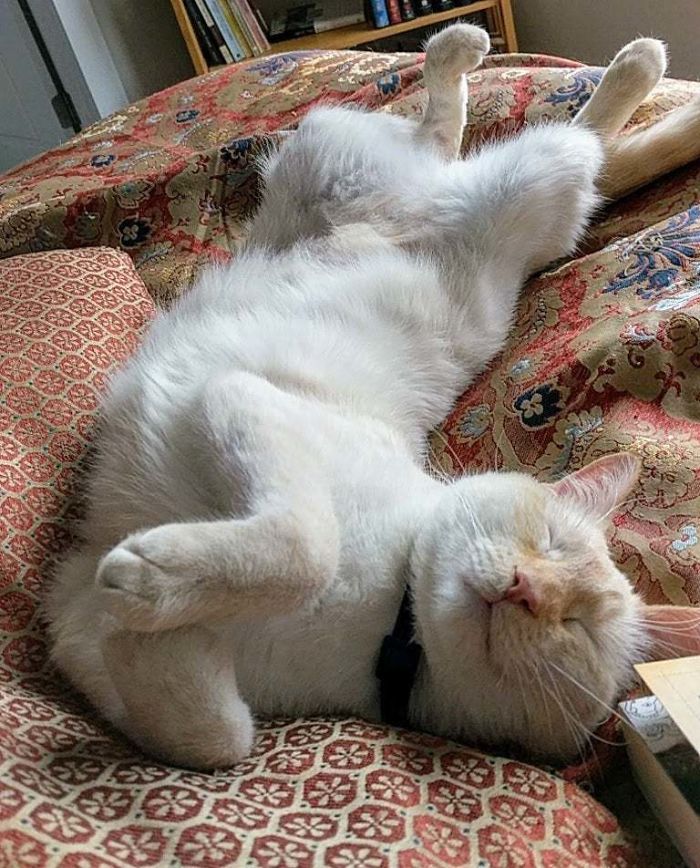 Recently Adopted And Feeling Comfortable At Home