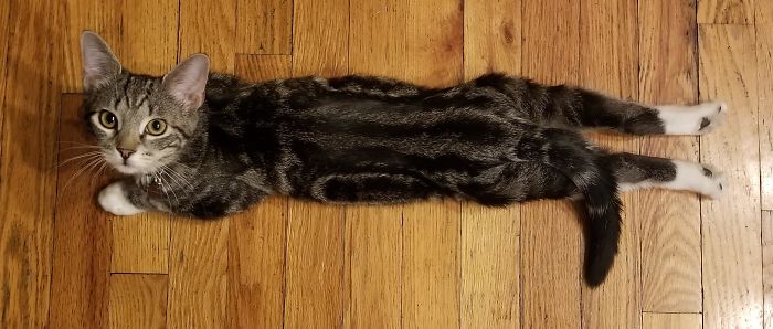 Luna's Loooooong After Play-Time Sploot