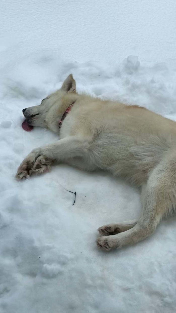 [oc] We Adopted This Derp A Week Ago. He Realllllly Likes Snow