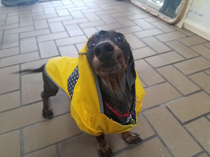 I Just Adopted This Old Man Hershey... He Has A Weird Lookin Face