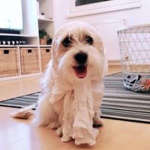 solugundanoperim avatar