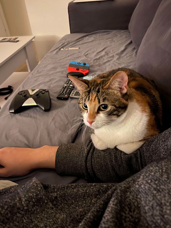 Just Adopted Her And Already Curling Her Feetsies On My Arm