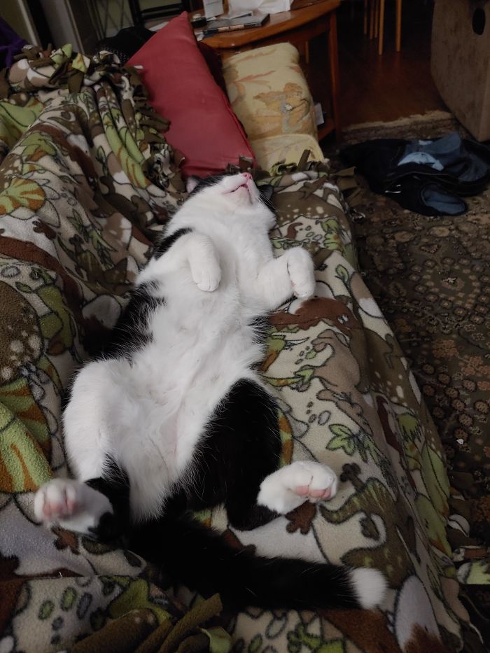 A Pretty Average Evening Hanging Out With My Recently Adopted Kitty. Everybody Meet, Meatloaf