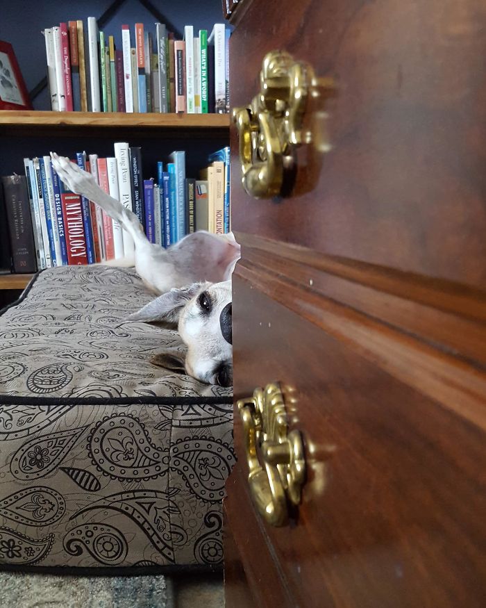 Adopt A Personal Stalker... I Mean Greyhound