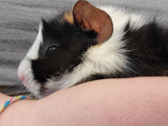 We Adopted This Little One Today! Shes So Small And Already So Tame. I'm In Love!