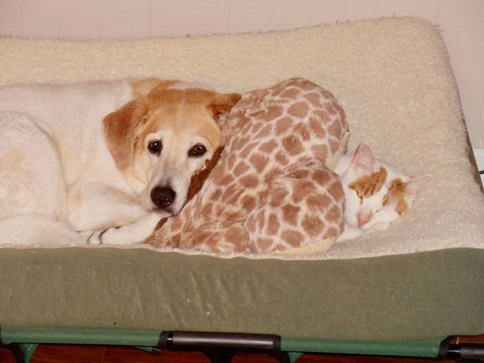 We Rescued Both. The Cat Was Missing A Leg And The Dog’s Back Foot Had Been Crushed In Trap. They Completed Each Other.