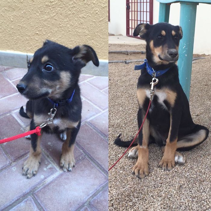 My Best Friend, A German Shepherd Mix. Adopted After Being Saved From A Puppy Mill. Most Of His Siblings Succumbed To Parvo, But He Pulled Through. I Present To You, Rocky