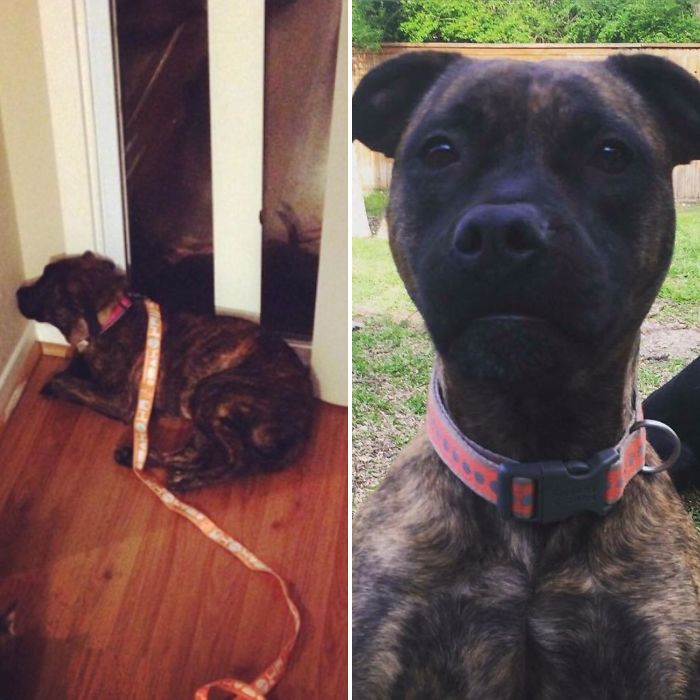 Day 1: After Being Found In A Live Trap With A Broken Tail And Scars All Over Her Tummy, This Little Girl Was Finally Brought Home From The Shelter But Sat In The Corner For 2 Hours. Now: She's A Fun, Playful Girl That Gives The Best Snuggles! We Love Our Bella