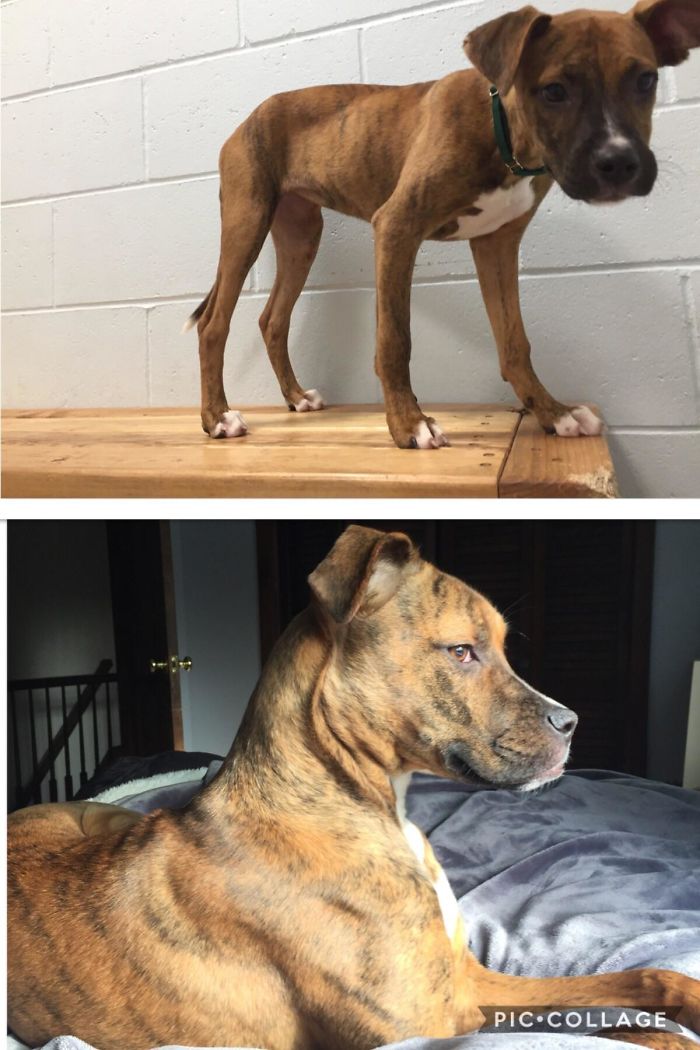 This Skittish, Skinny Pup Has Blossomed Into My Happy And Healthy Daisy. She Loves Hiking, Car Rides, And Naps