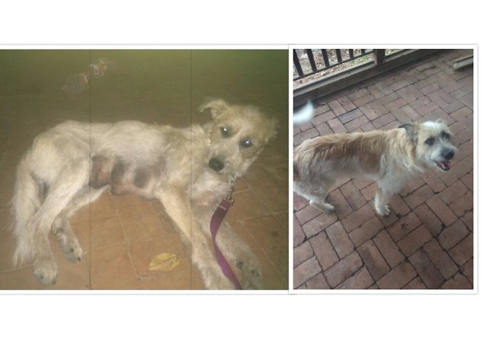 This Is Marcy. Found In A Burger King Dumpster, Covered In Fleas, Incredibly Malnourished, Actively Lactating And Surrounded By Her Dead Puppies. And This Is Her 5 Months Later. She Still Has A Soft Spot For Burgers!