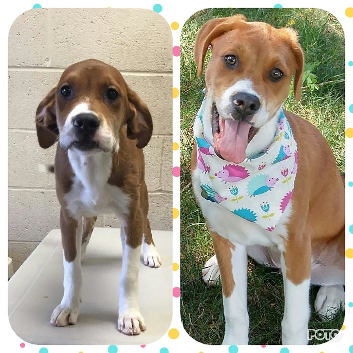 Our Lilly Came To Us With Cigarette Burns On Her Ears And Head. She Was So Shy And Scared When We Brought Her Home. But Now, With Love And Plenty Of Adventures, She Shines As Our Heart Of Gold Goofball Who Loves Snuggling And Chasing Butterflies