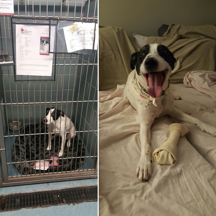 Quick Turnaround: Lemon In The Shelter vs. When We Brought Her Home A Few Hours Later. Instant Happiness :)