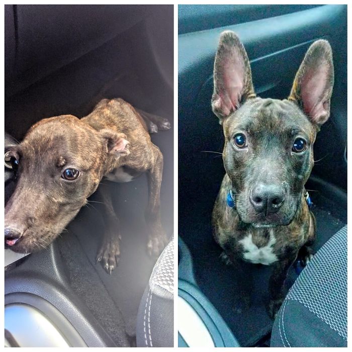 When I Found Fred On The Side Of The Road He Was Skittish, Neurotic, And Sweet As Could Be. One Month Later He's Still All Those Things, But Now He's Fat Too. Love Him More Every Day