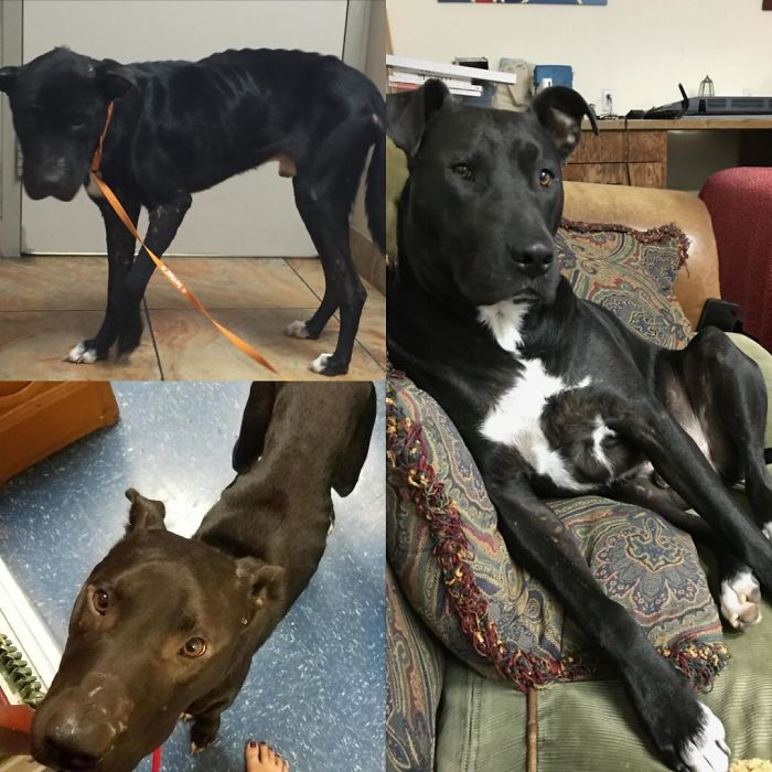 From Eating Paper In The Middle Of An Intersection To The Most Handsome Dog I've Ever Met: Meet Pierce