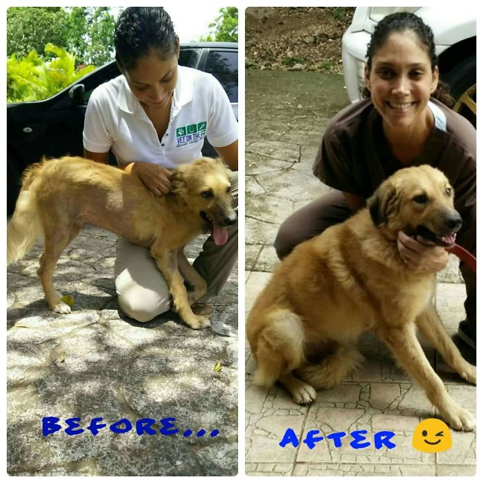 My Best Friend Was Poisoned This Weekend, We Found Him As A Mange Covered Puppy And He Grew Into A Beautiful Boy. Rip Bingy