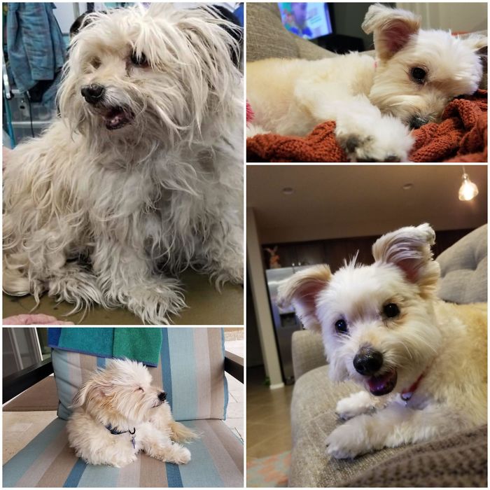 Poor Charlie's Before Photo Makes My Heart Hurt. My Husband And I Rescued Him Last Week And Now He Is All Cleaned Up And Couldn't Be Happier!