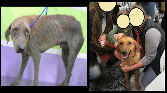 (Not My Dog) A Local Shelter Just Shared That Rupert Finally Found His Forever Family!