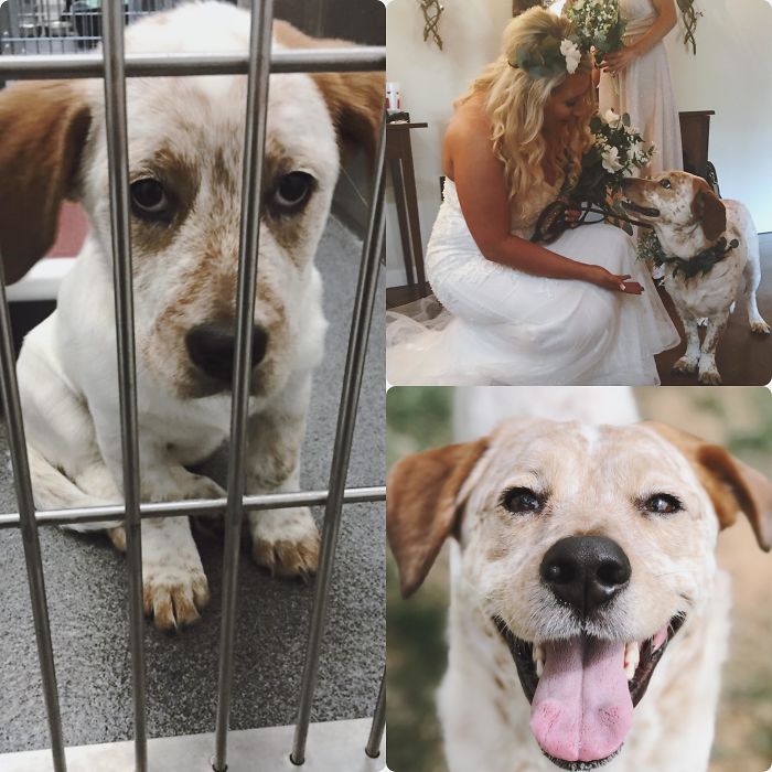 From Prison Pup To Pup Of Honor 