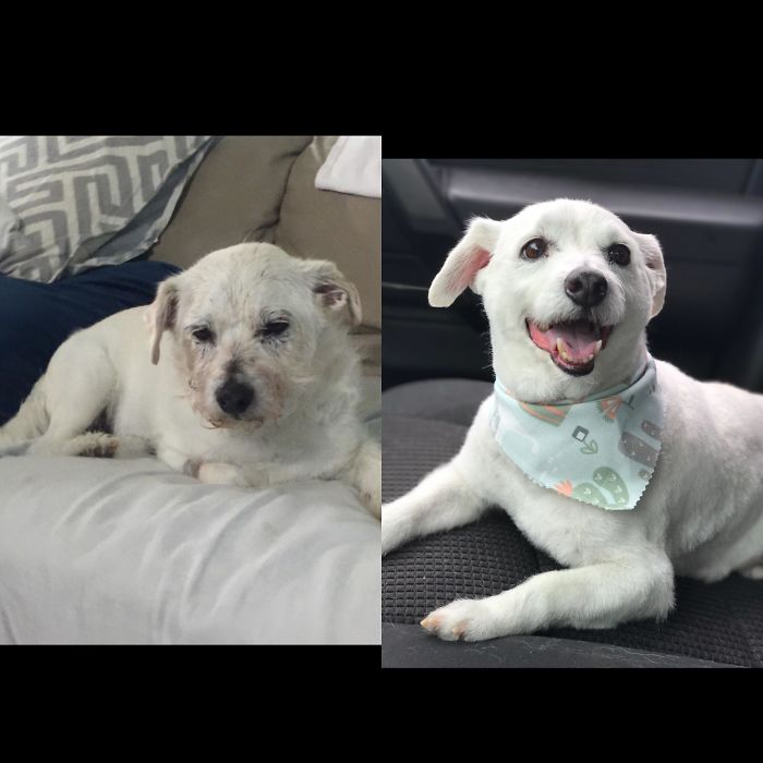 When We Found Him On The Street, He Was Gandalf The Gray....after Multiple Surgeries, He Is Now...gandalf The White!! This Little Guy Saved My Life In Reality...