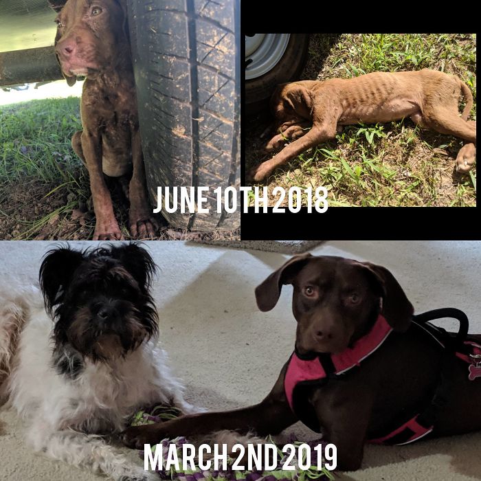  New Post So Back In June Of Last Year I Found A Very Sick Dying Puppy. I Kept Her For A Month To Nurse Back To Health Then My Sister Took Her. I'm Spending The Weekend At House/Dog Sitting While My Sister Takes A Trip. I Think She Is Now Living The Best Life