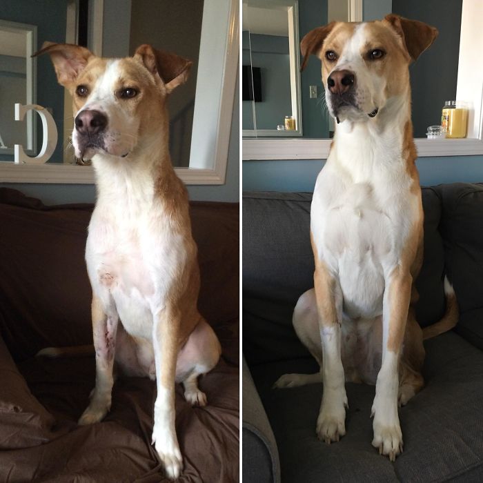 This Is Bam. When We First Adopted Him, He Had A Fragment Of Infected Bone Causing A Wound To Stay Open On His Leg (I Suspected It Was From Being Chained Up...). After Surgery And A Whole Year With Us, This Cute Pupper Became A Handsome Doggo