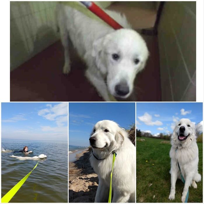 We Adopted Henry Last Fall Through Big Fluffy Dogs. His Adoption Photo From Is From The Shelter Where They Found Him In July. He's A Very Good Big Boi!