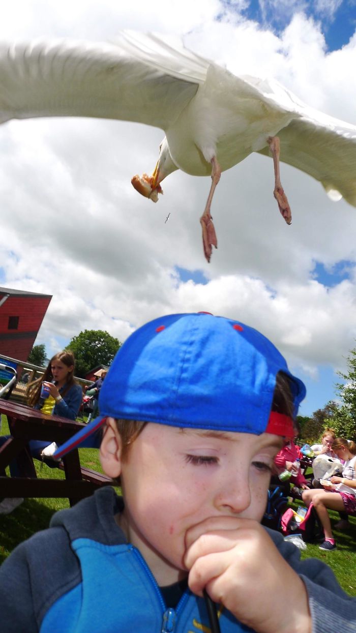 The Moment A Gull Stoke My Son’s Lunch