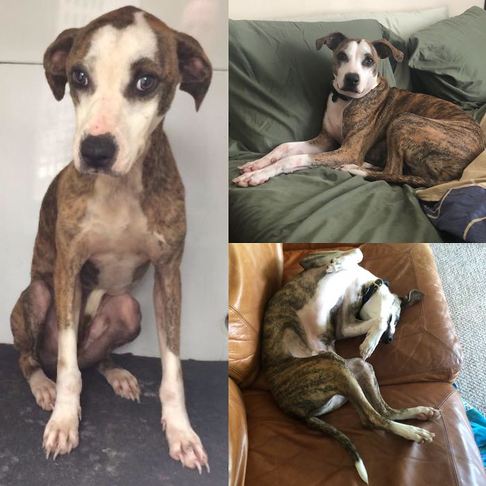 I Adopted Raisin One Year Ago. It Was One Of The Best Decisions I’ve Ever Made