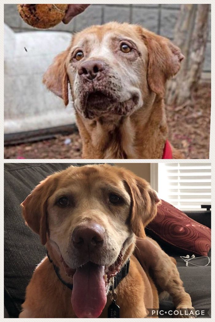 Oliver In Adoption Photo And At Home On The Couch 1 Month Later