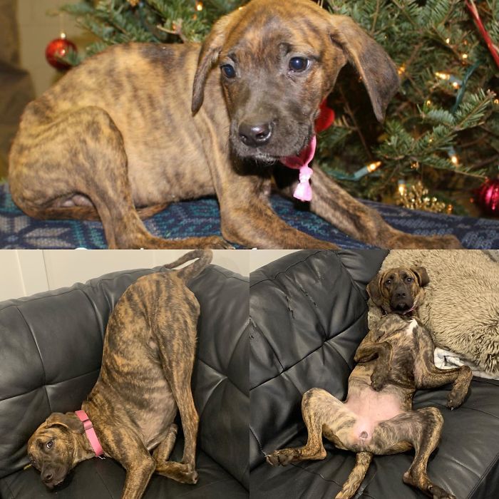 Malnourished, Scared Pup, To Energetic, Playful, Goofy Girl