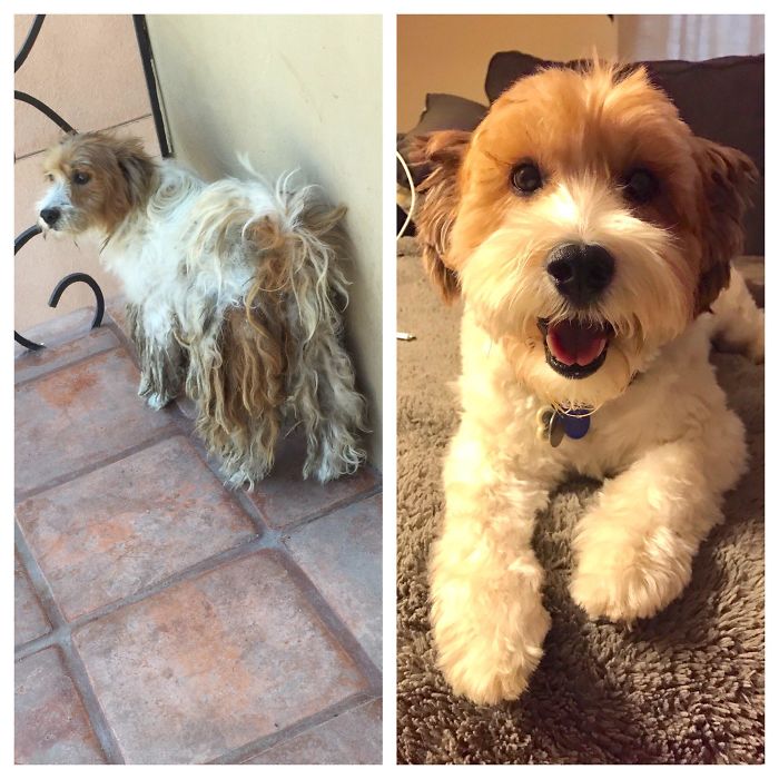 Our Little Guys Adoption Day Just Happened A Few Days Back. 3 Years With Us And Loving Life!