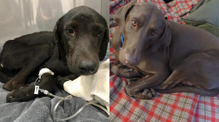 I Was Told This Would Go Better Here! And Yes, This Is The Same Dog! Just Different Lighting! Boomer Is A Sweet Boy