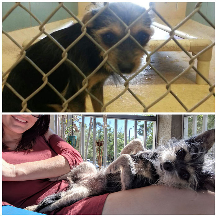 Happy 5 Year Adopt-Iversary! Found Her In A High Kill Shelter. She Was 4lbs And Traumatized. Now She's Fat, Happy And Loving Life :)