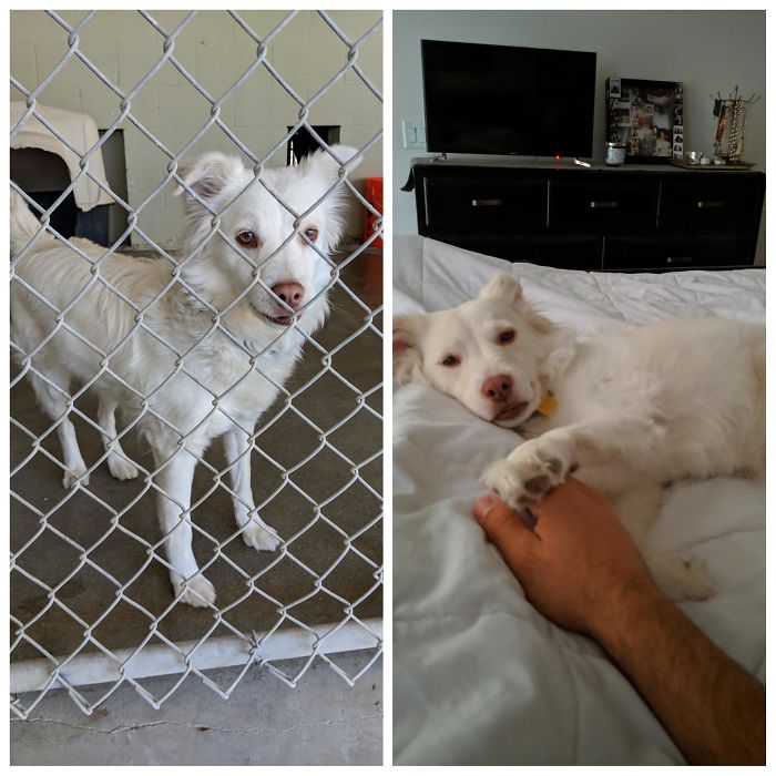 The Shelter Called Her Babs, But She's Our Little Daisy