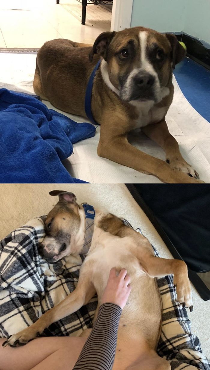 My Boy At The Shelter The First Day We Met And After Two Months At Home. Skippy Is Still Super Anxious And Has A Long Way To Go, But Every Day He Gains More Confidence