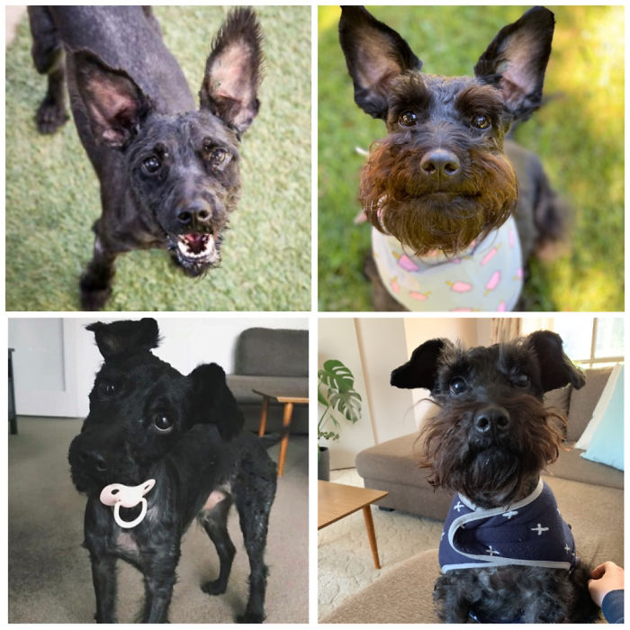 Two Year Anniversary Of Making The Best Purchase Of My Life. This Is Archie!