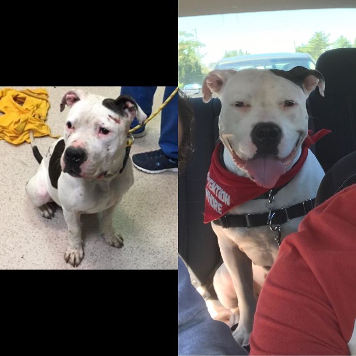 This Girl (Mucca) Is Our 2nd Rescue From Manhattan Acc. She Was About 30 Minutes From Being Put Down Due To Kennel Cough And Pneumonia. She Was Found Running Around The Bronx With A Massive Steal Chain Around Her Neck. She’s Got The Best Smile Now :)