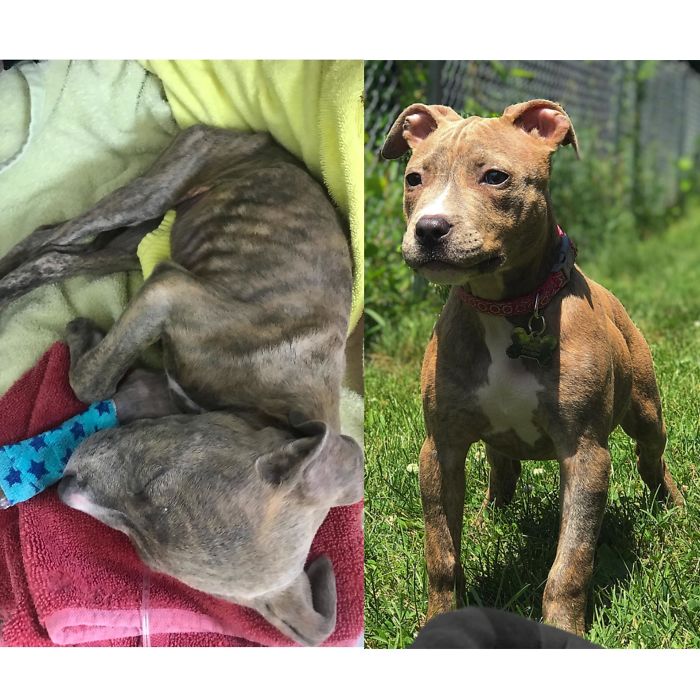 Day She Came Into My Clinic vs. 1 Month After I Adopted Her