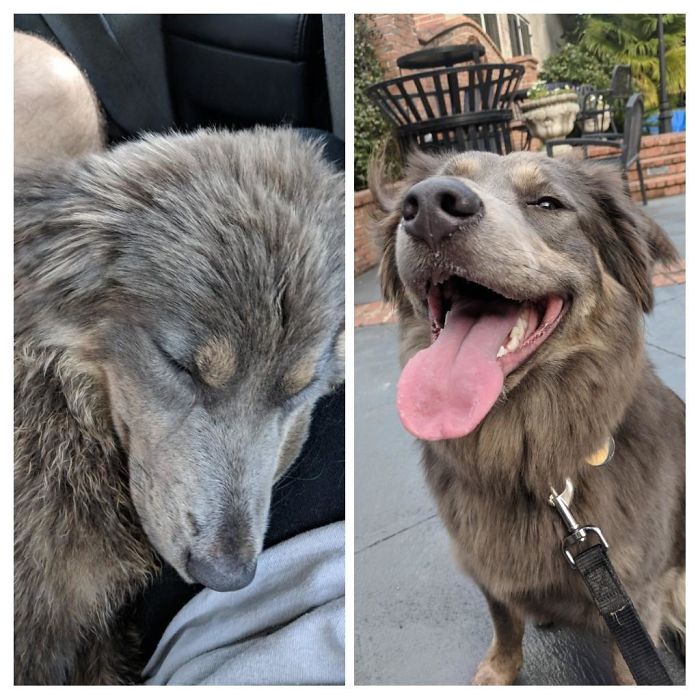 We Have Had Our Sweet Girl For Almost A Year Now!