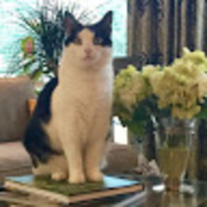 nancyfazakerley avatar