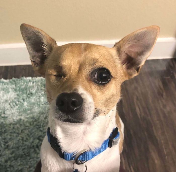 Showing Off His New Collar After Being Adopted!