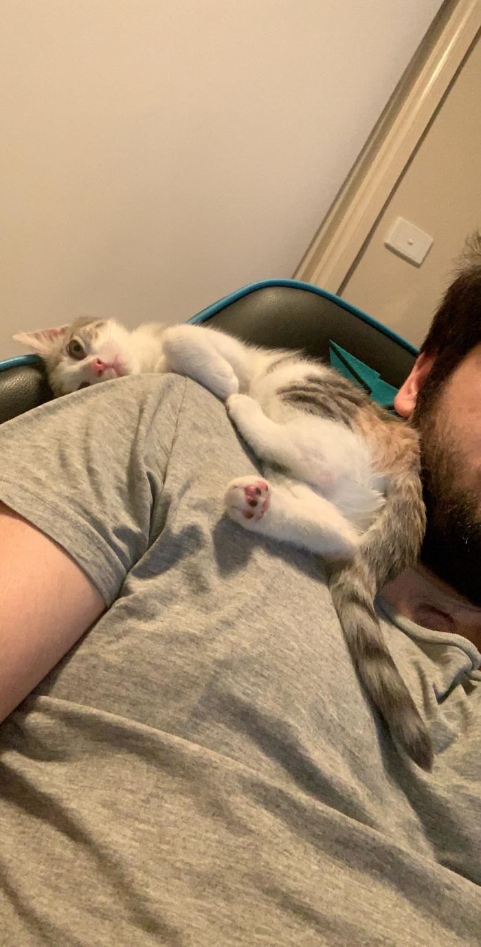 Impulse Rescued A Kitten Yesterday From My Local Shelter And I Think She’s Very Appreciative. 11 Week Old Mei