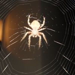 stonaloneworks avatar