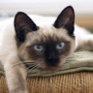 cats5lovescatsaj avatar