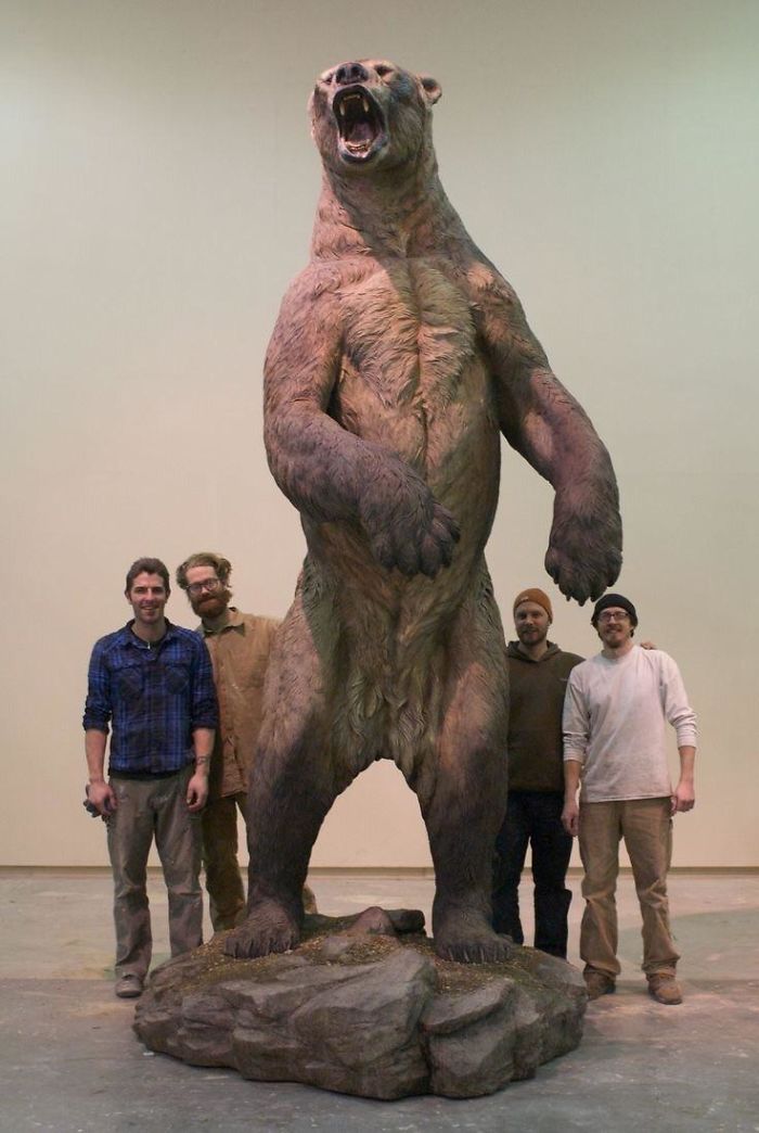 The Short-Nosed Bear's Height Compared To The Average Human Height