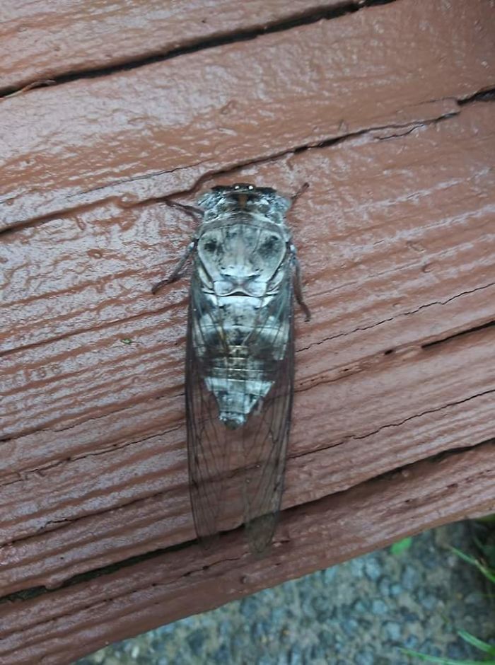 This Locust With A Lion's Face On Its Back