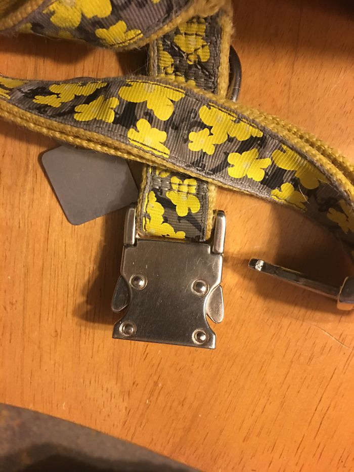 Found A Little Cow On The Underside Of My Dog’s Collar