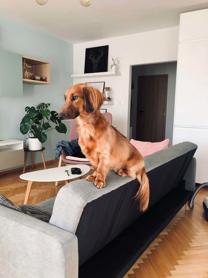 Adopted A Dog, Got A Cat. Meet Frankie