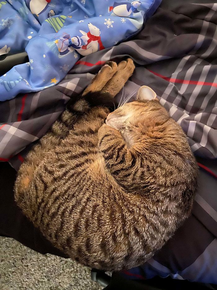 Just Adopted This Shrimp Yesterday!